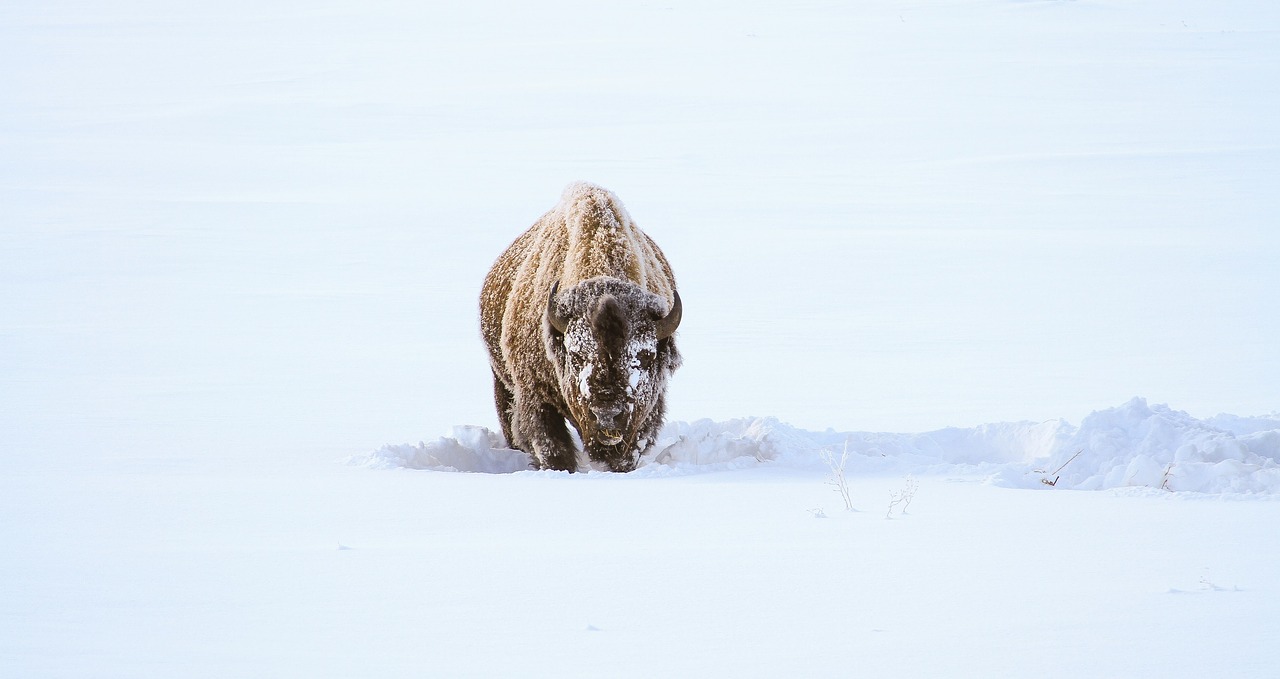 Image - bison buffalo snow feeding eating
