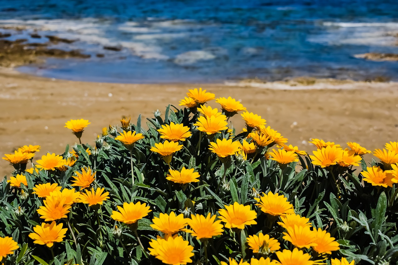 Image - flowers yellow beach nature spring