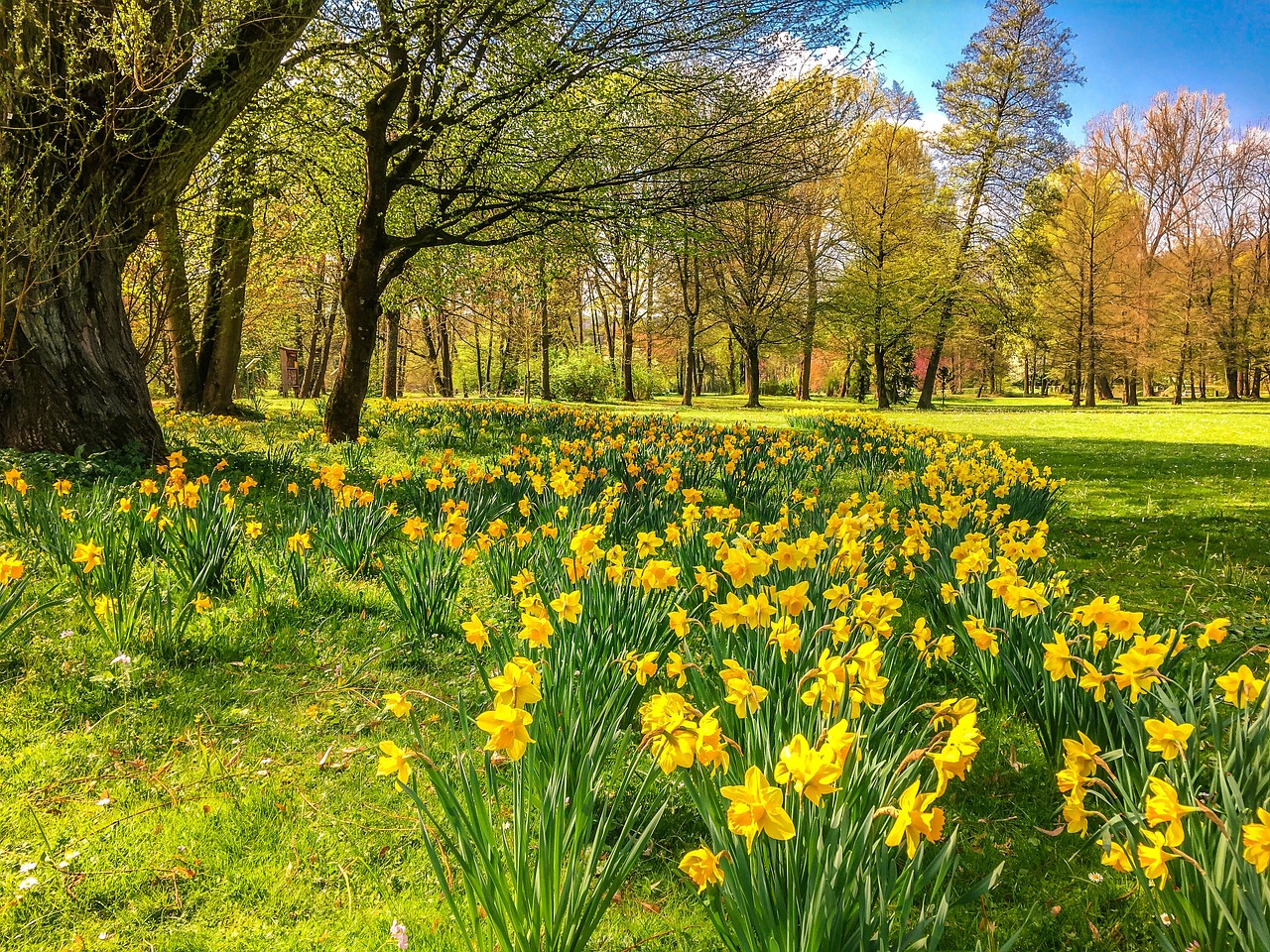 Image - daffodils osterglocken park spring