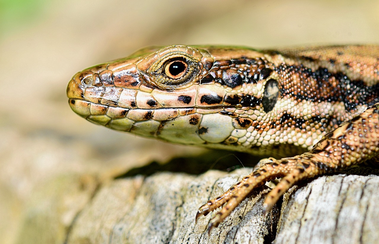 Image - nature lizard insect reptile fauna