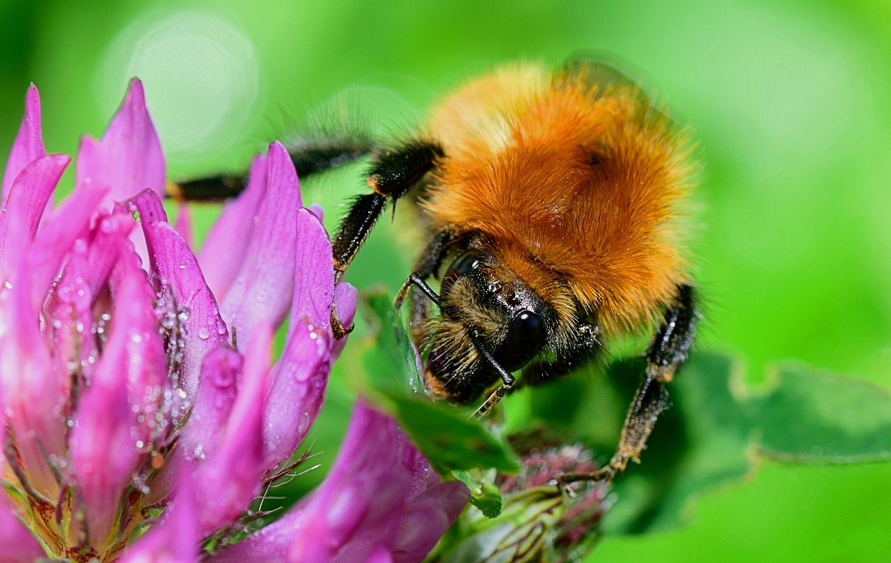 Image - nature bee insect nectar flower