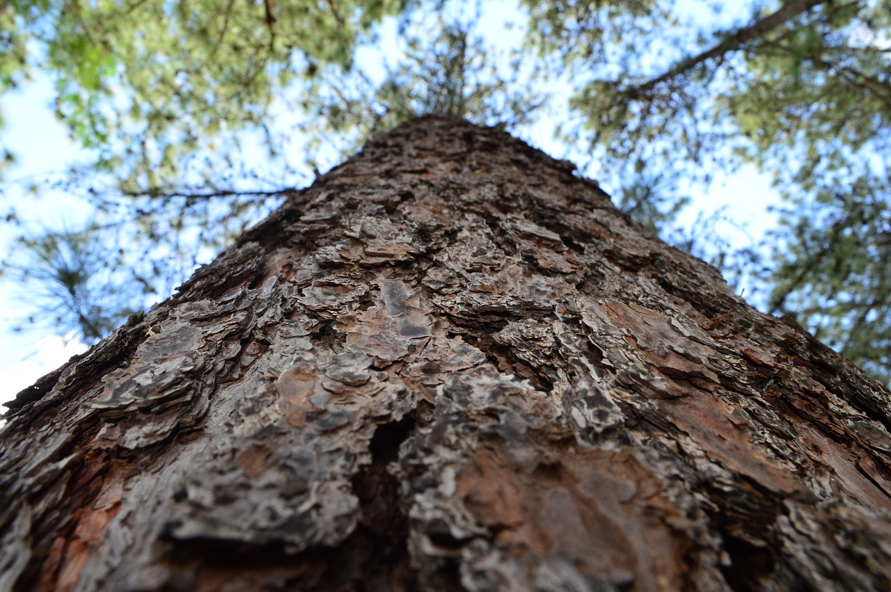 Image - trunk tree wood nature brazil