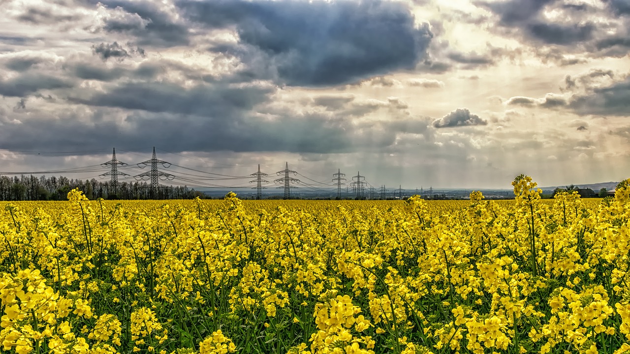 Image - oilseed rape yellow blossom bloom