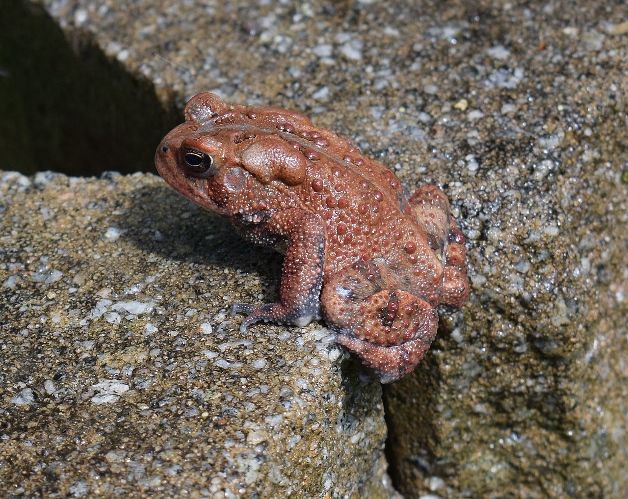 Image - american toad toad red phase