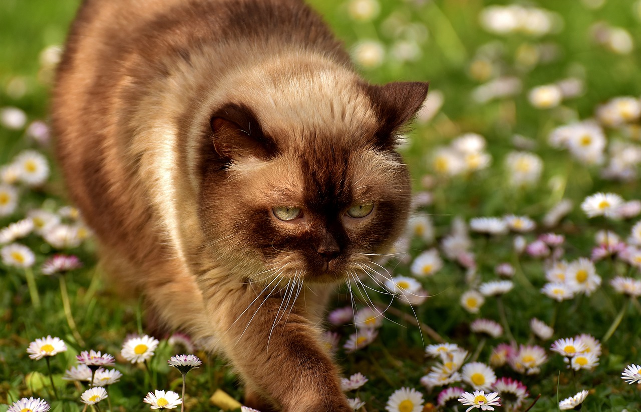 Image - british shorthair cat mieze