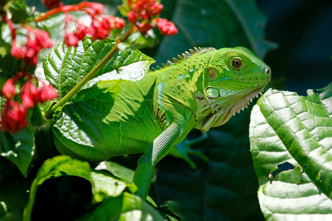 Image - iguana reptile animals lizard