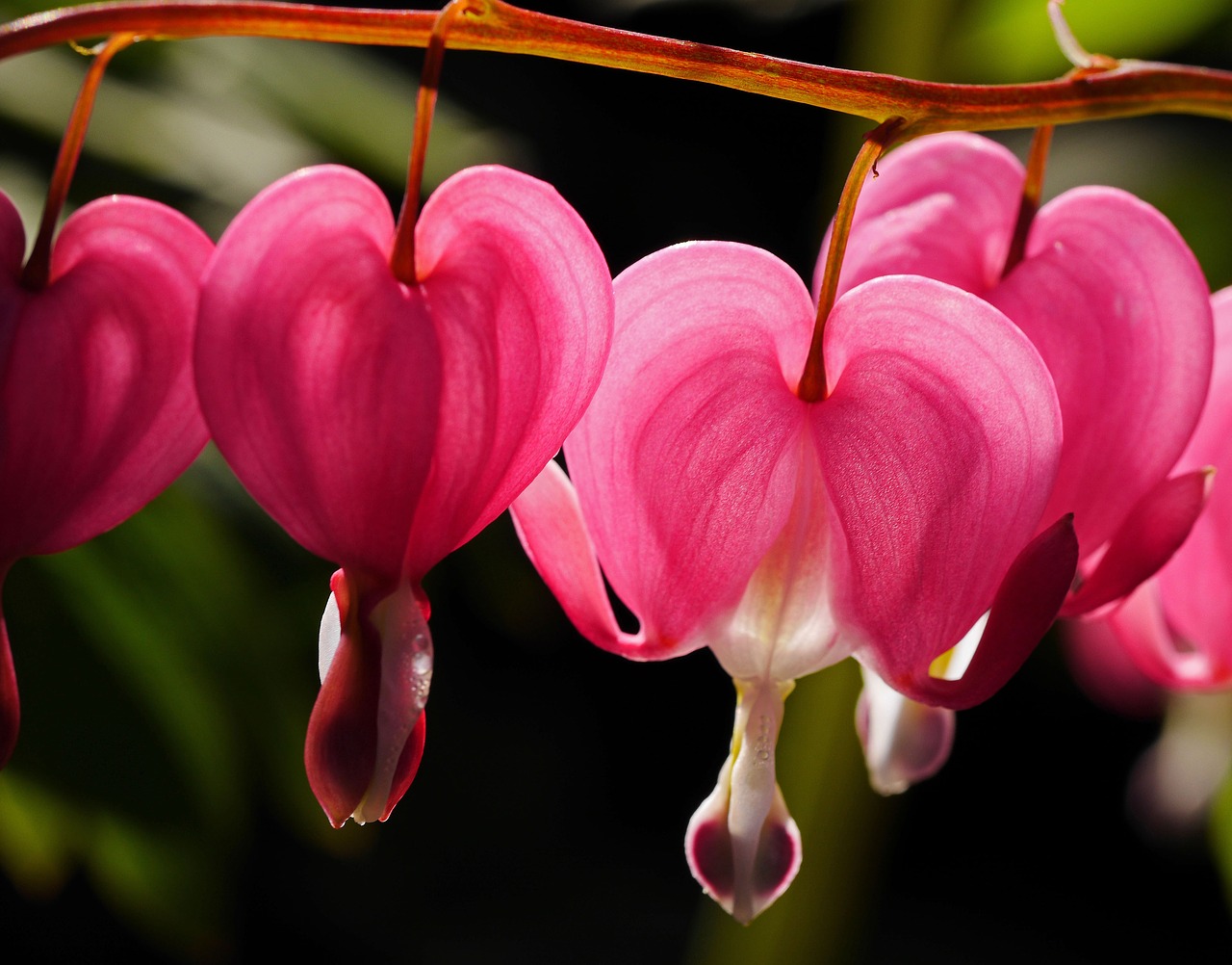 Image - bleeding heart shrub garden spring