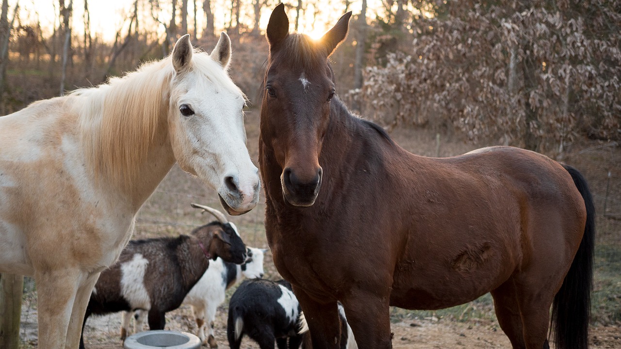 Image - horse goat animal farm horses