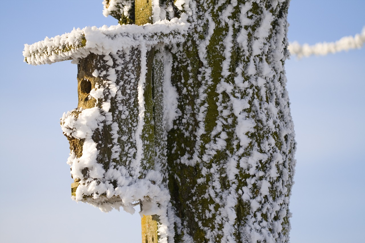 Image - aviary hoarfrost