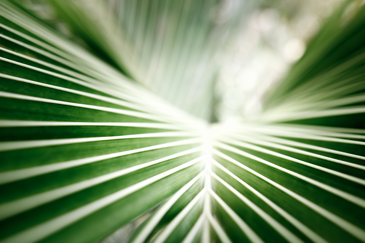 Image - coconut leaf palm tropical green