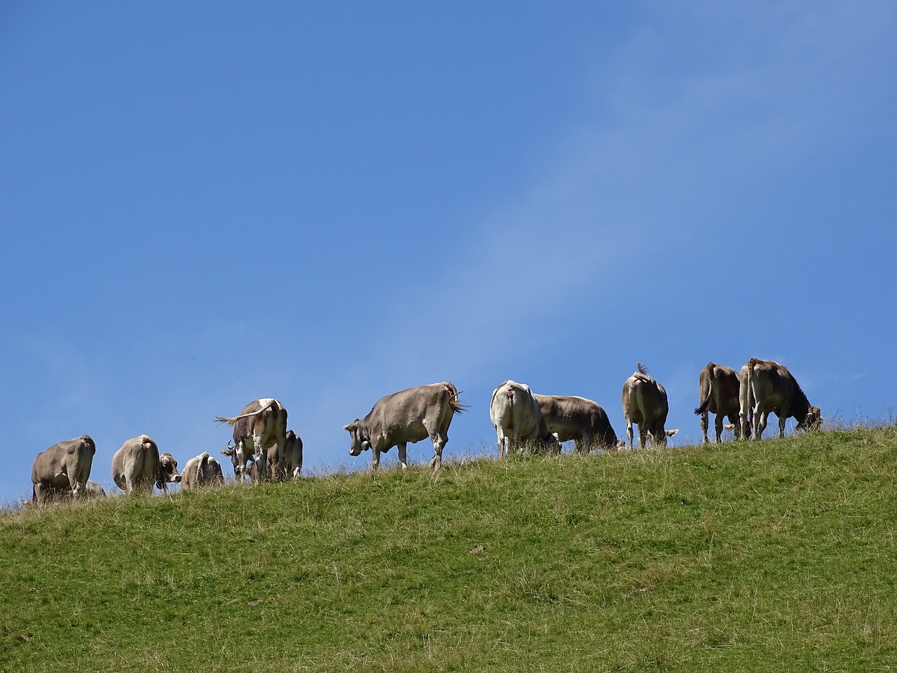 Image - cows alp switzerland alm mountains