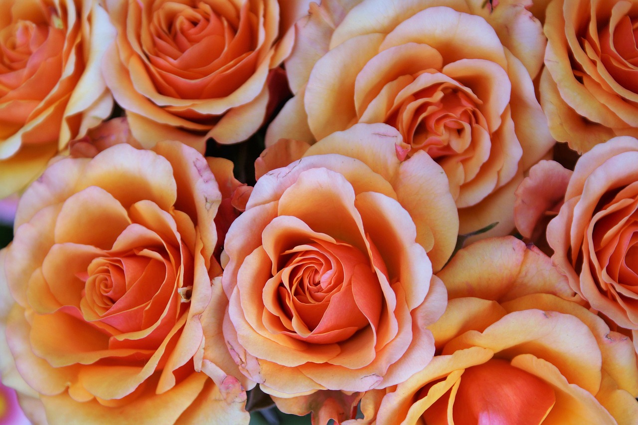 Image - flower rose blossom bloom orange