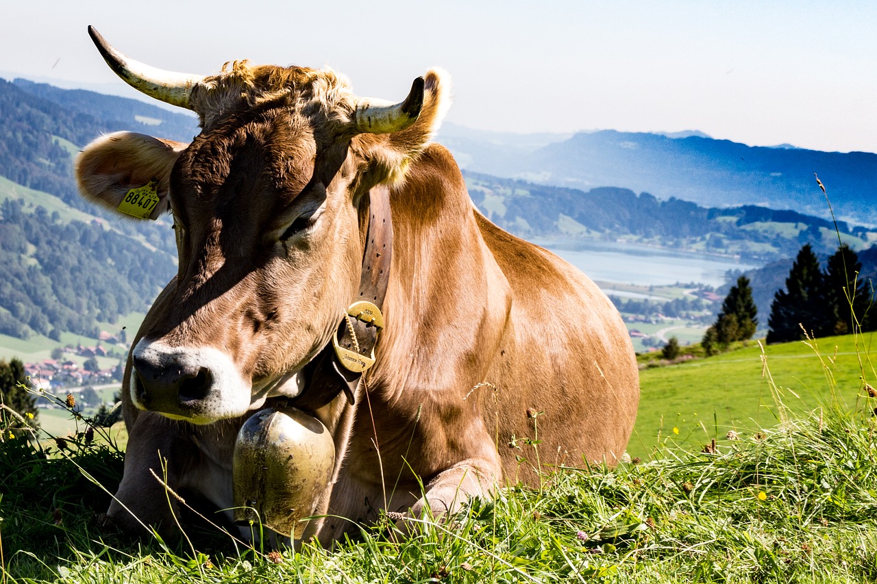 Image - allgäu cow pasture alm meadow