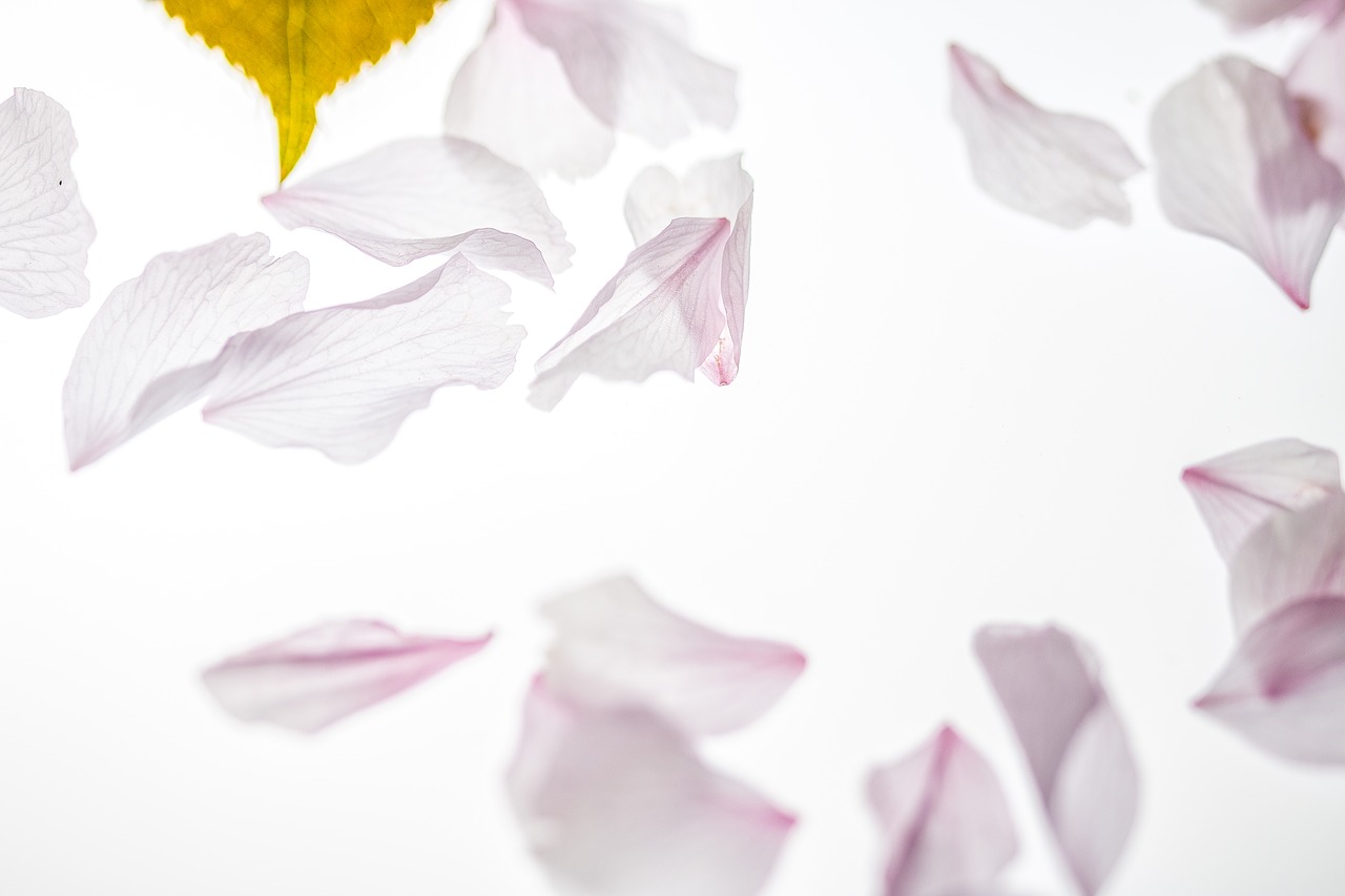 Image - petals falling japanese cherry