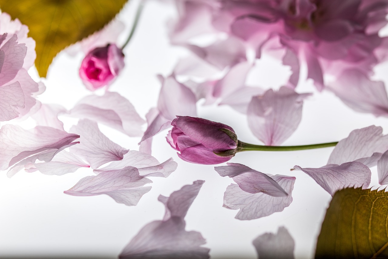 Image - petals falling japanese cherry