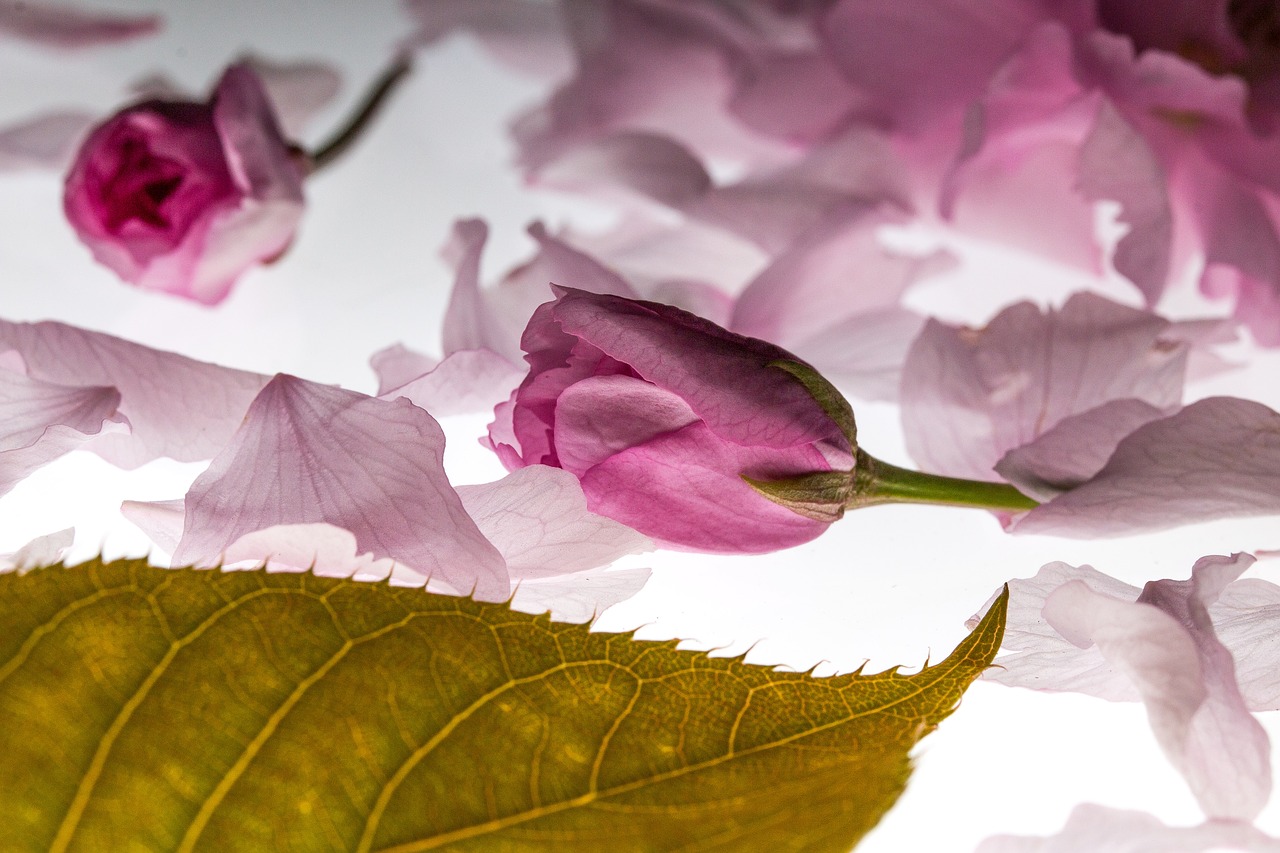 Image - petals falling japanese cherry