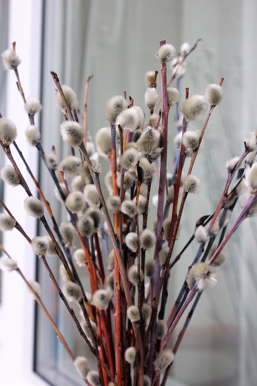 Image - verba spring willow blooms