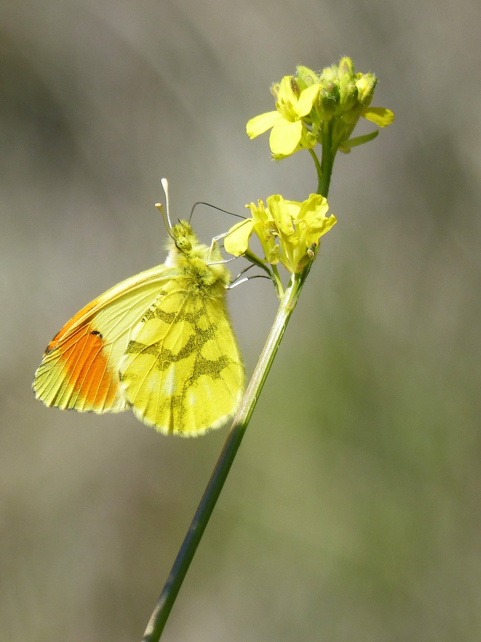 Image - yellow butterfly aurora yellow