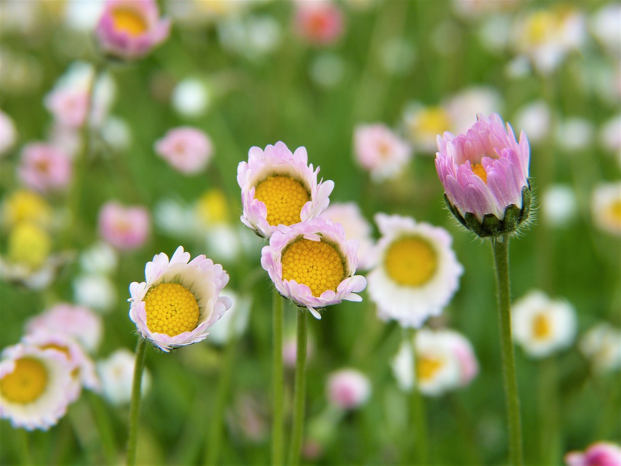 Image - daisy flowers rain garden