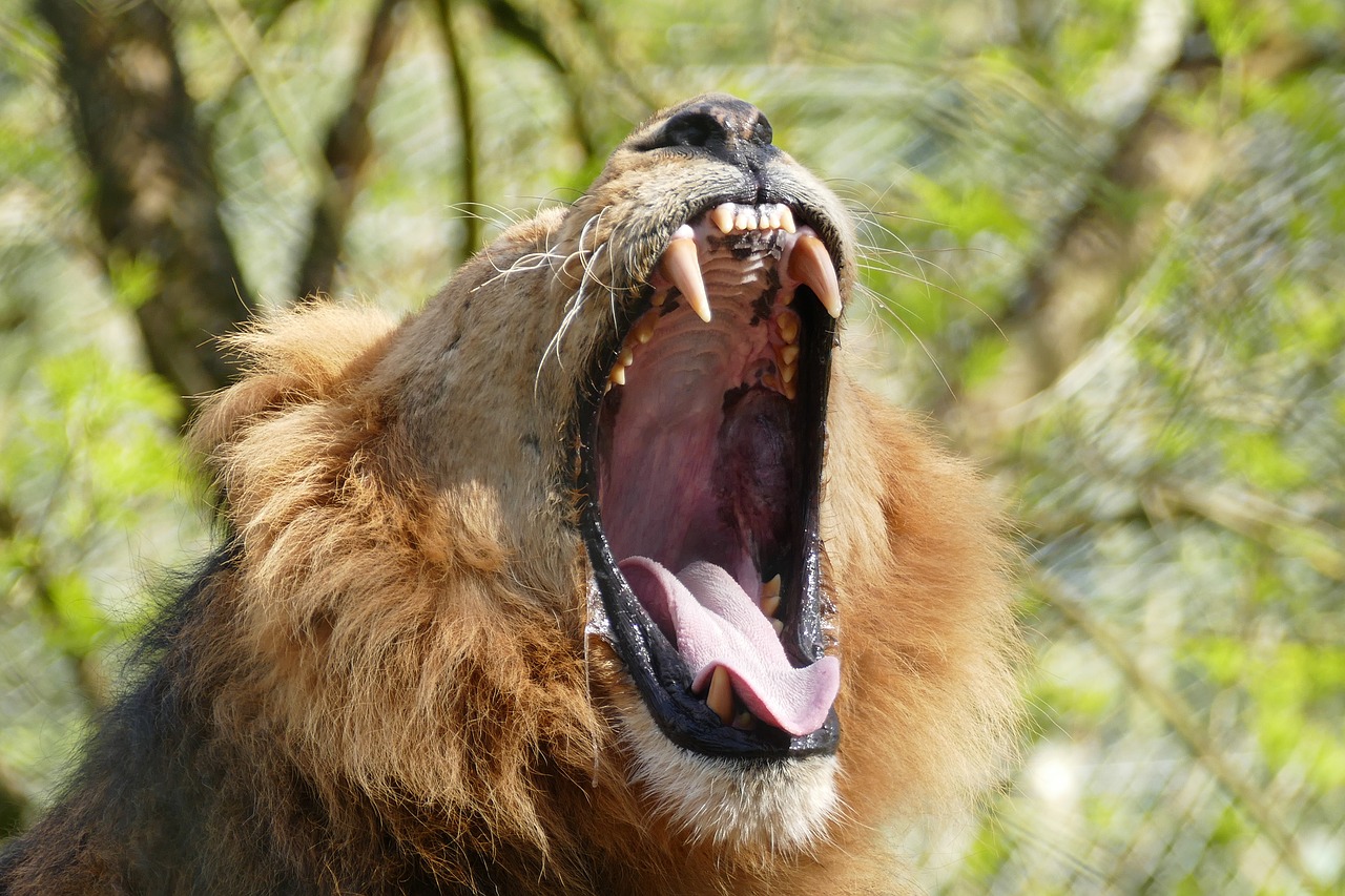 Image - lion teeth wild animal mane cat