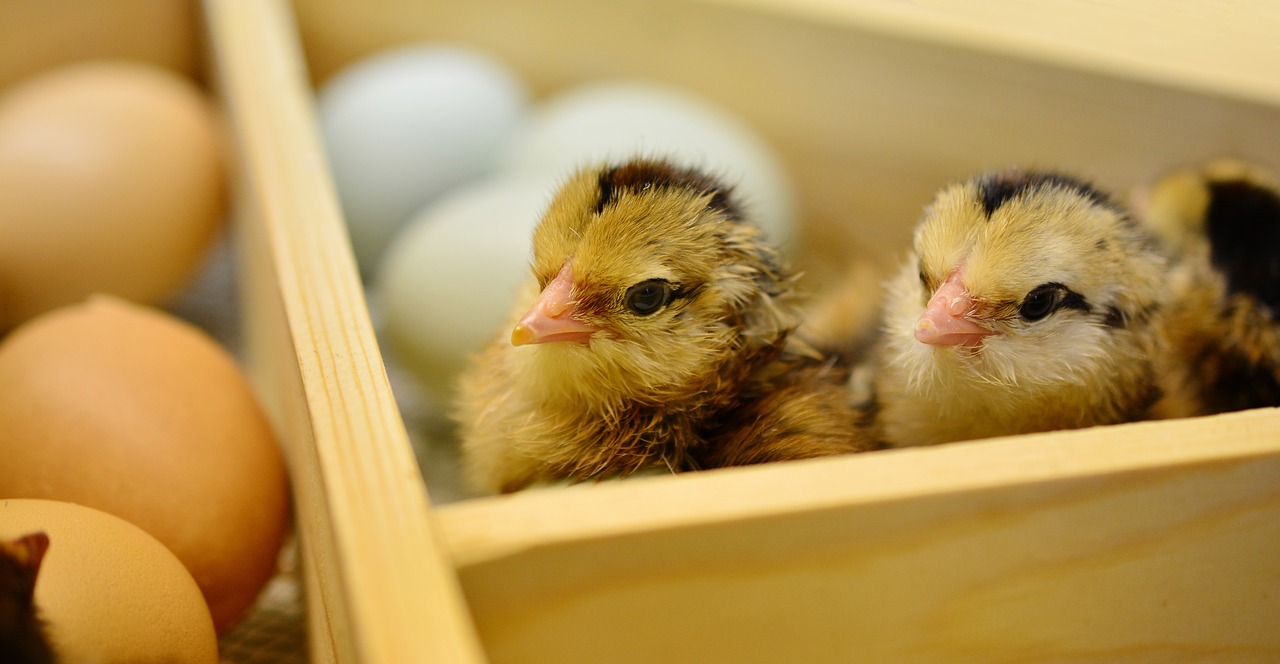 Image - chicks hatched young animal fluff