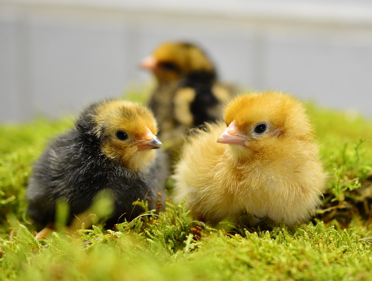 Image - chicks hatched young animal fluff