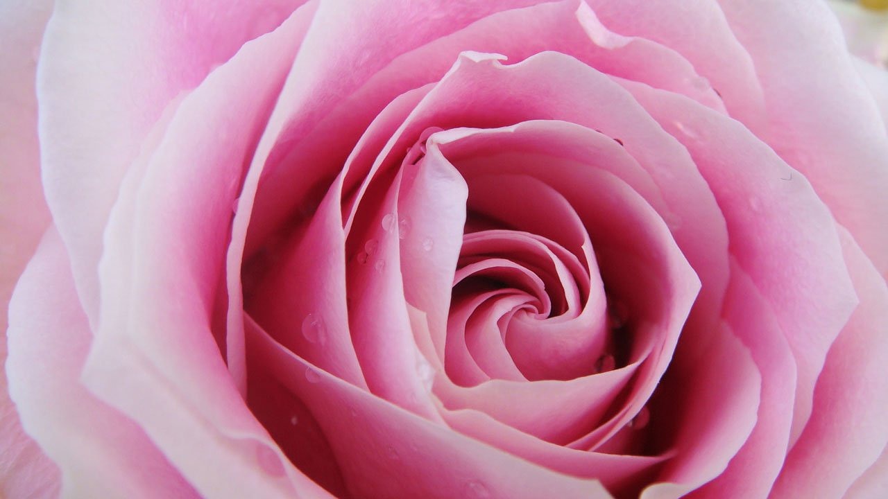 Image - pink rose flower close up