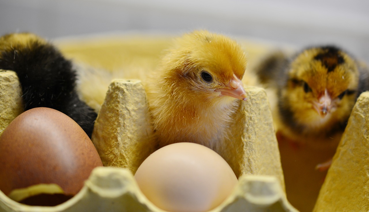 Image - chicks hatched young animal fluff