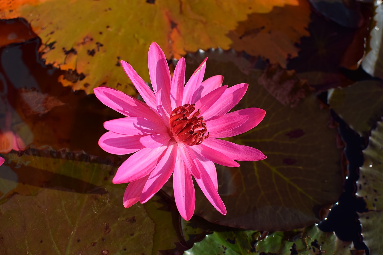 Image - flowers nature lotus pink water