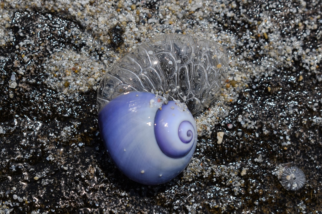 Image - sea snail shell blue nature animal