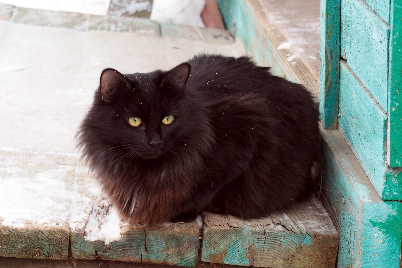 Image - black cat dacha animals