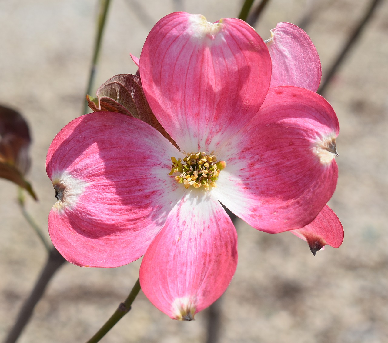 Image - dogwood flower flower blossom bloom