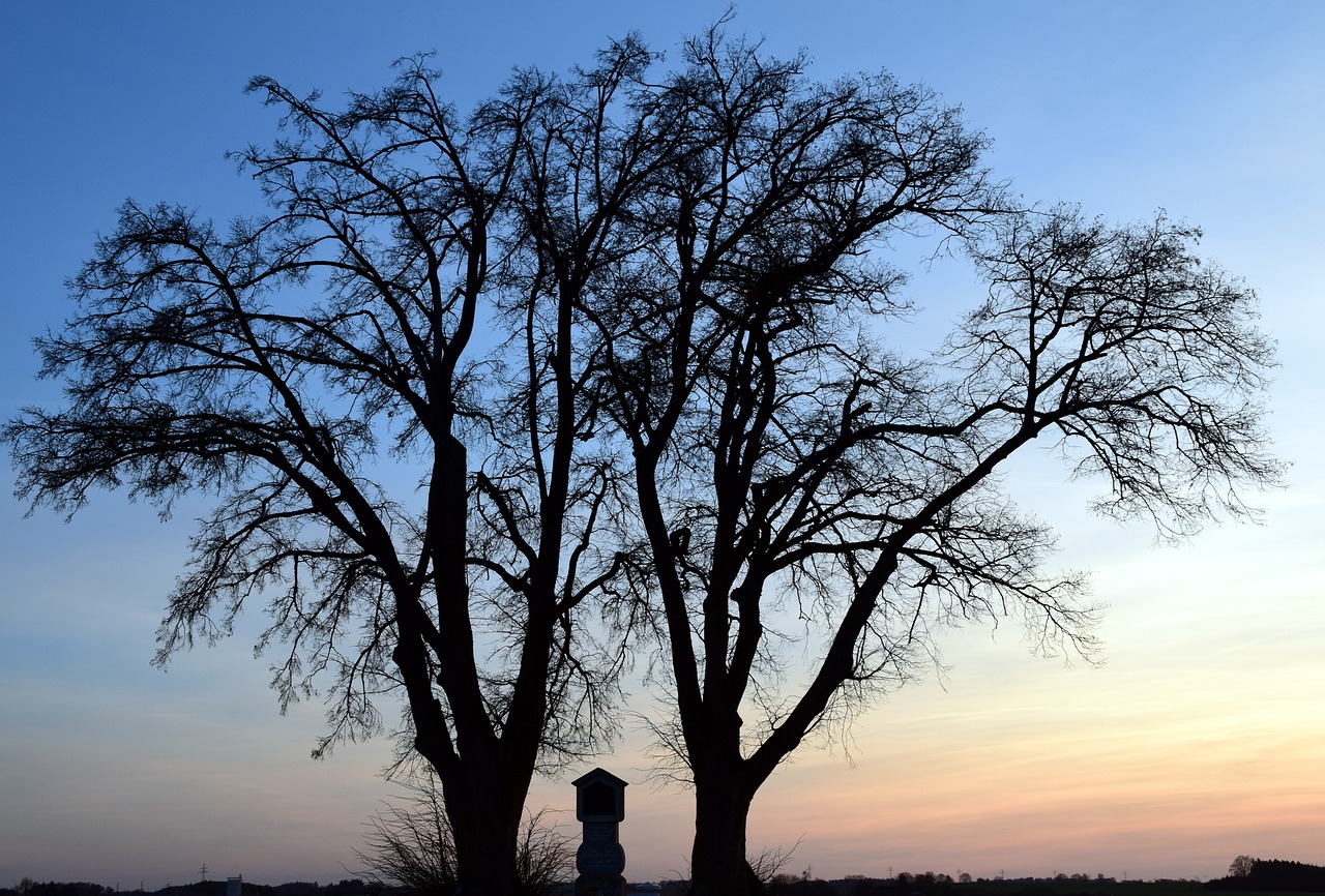 Image - tree winter kahl sunset