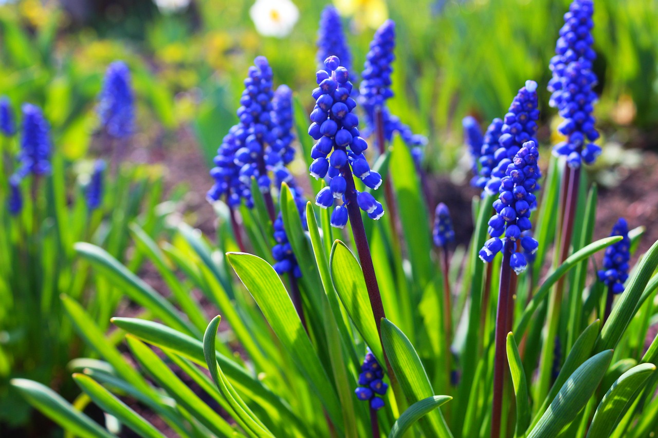 Image - hyacinth spring flowers green blue