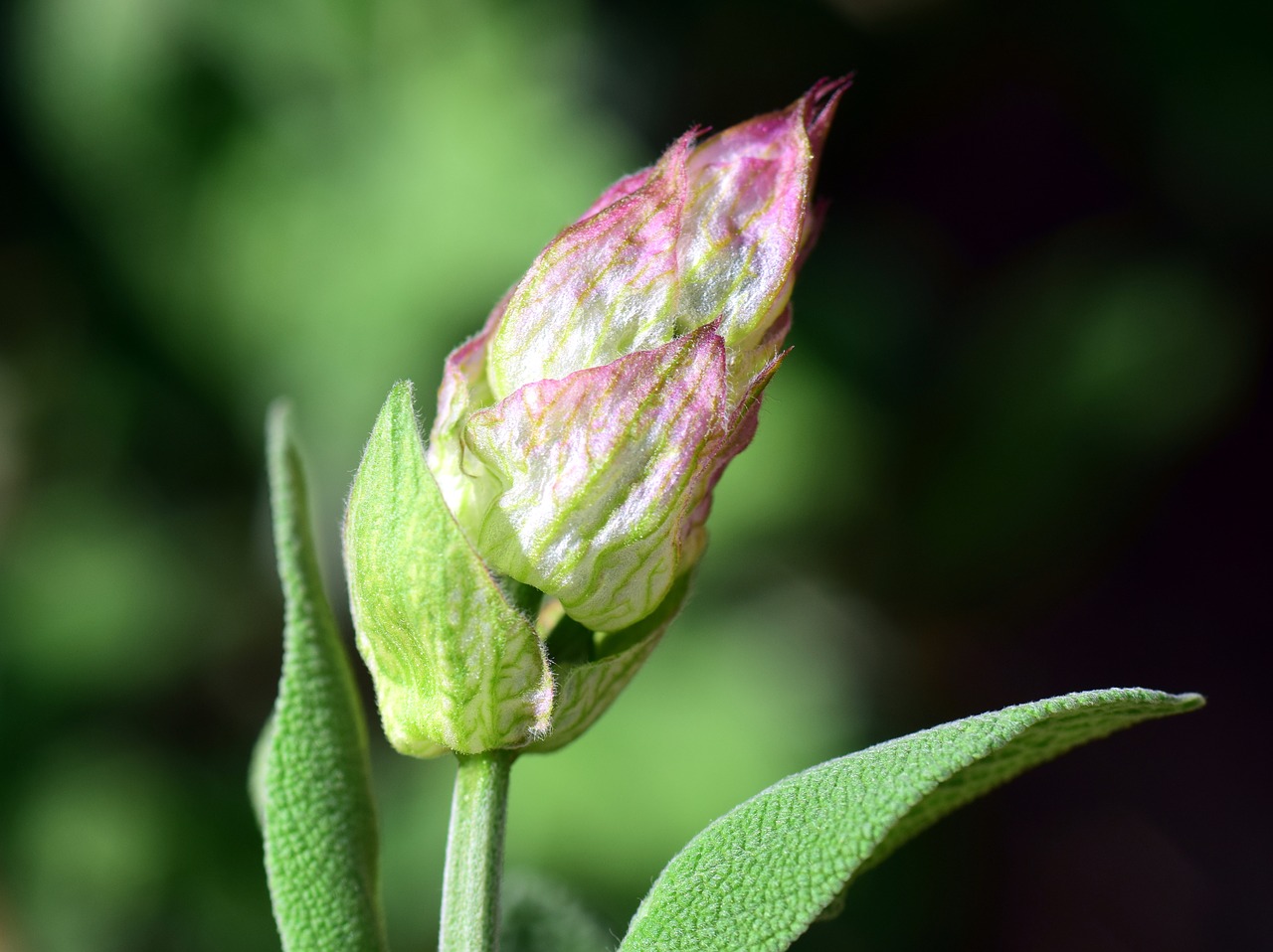 Image - sage sage flower sage bud purple