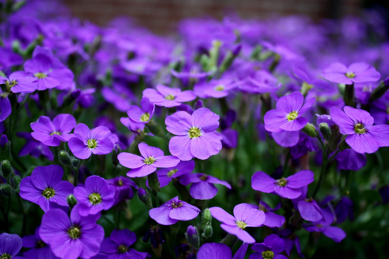 Image - flowers purple ground cover close