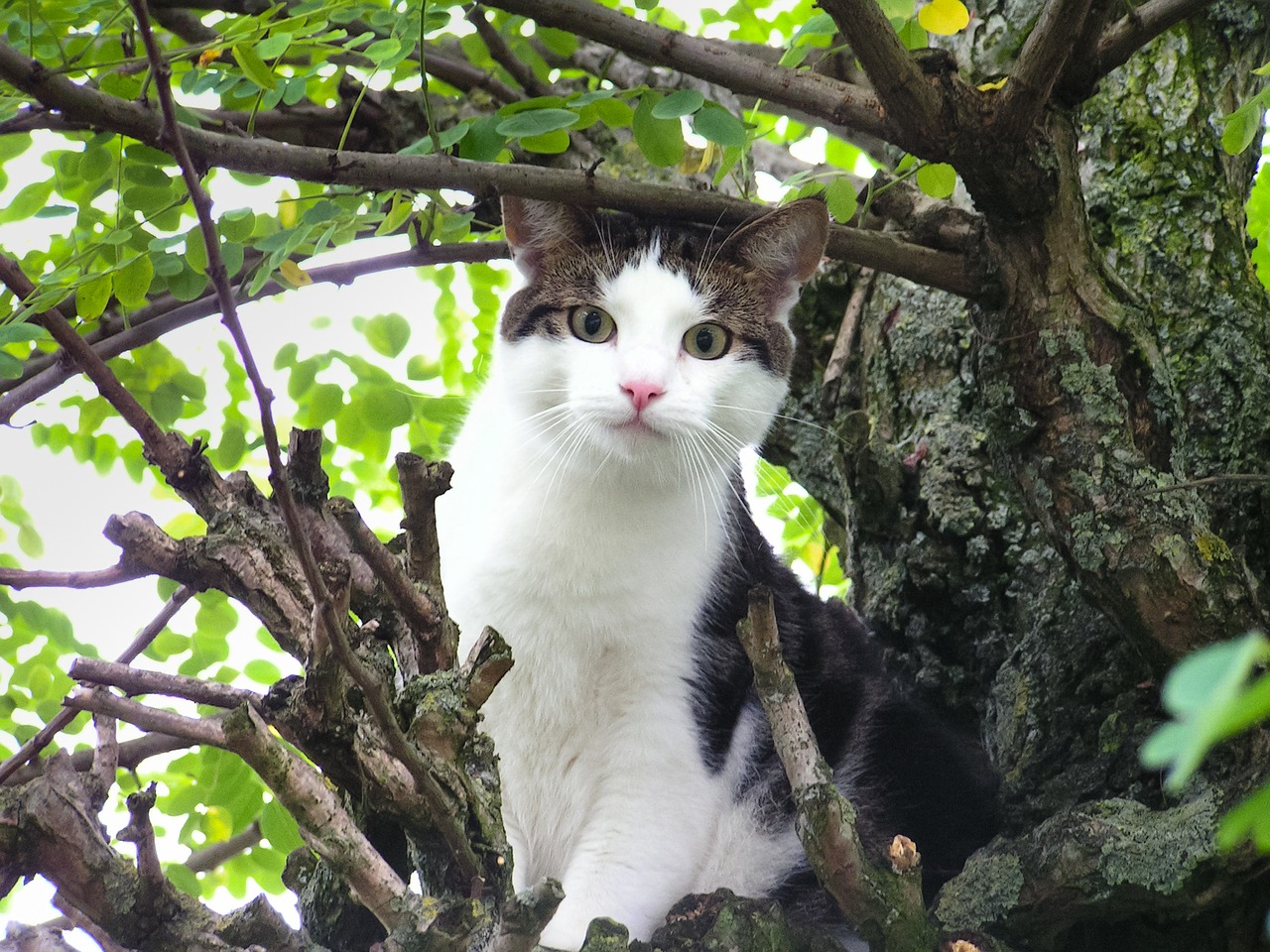 Image - cat stuck tree animal looking