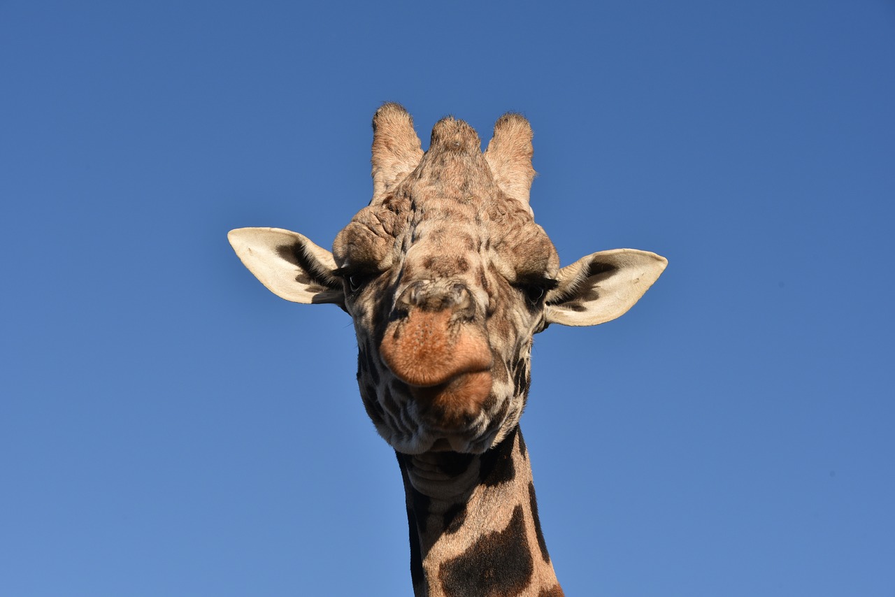 Image - giraffe animal wildlife wild animal