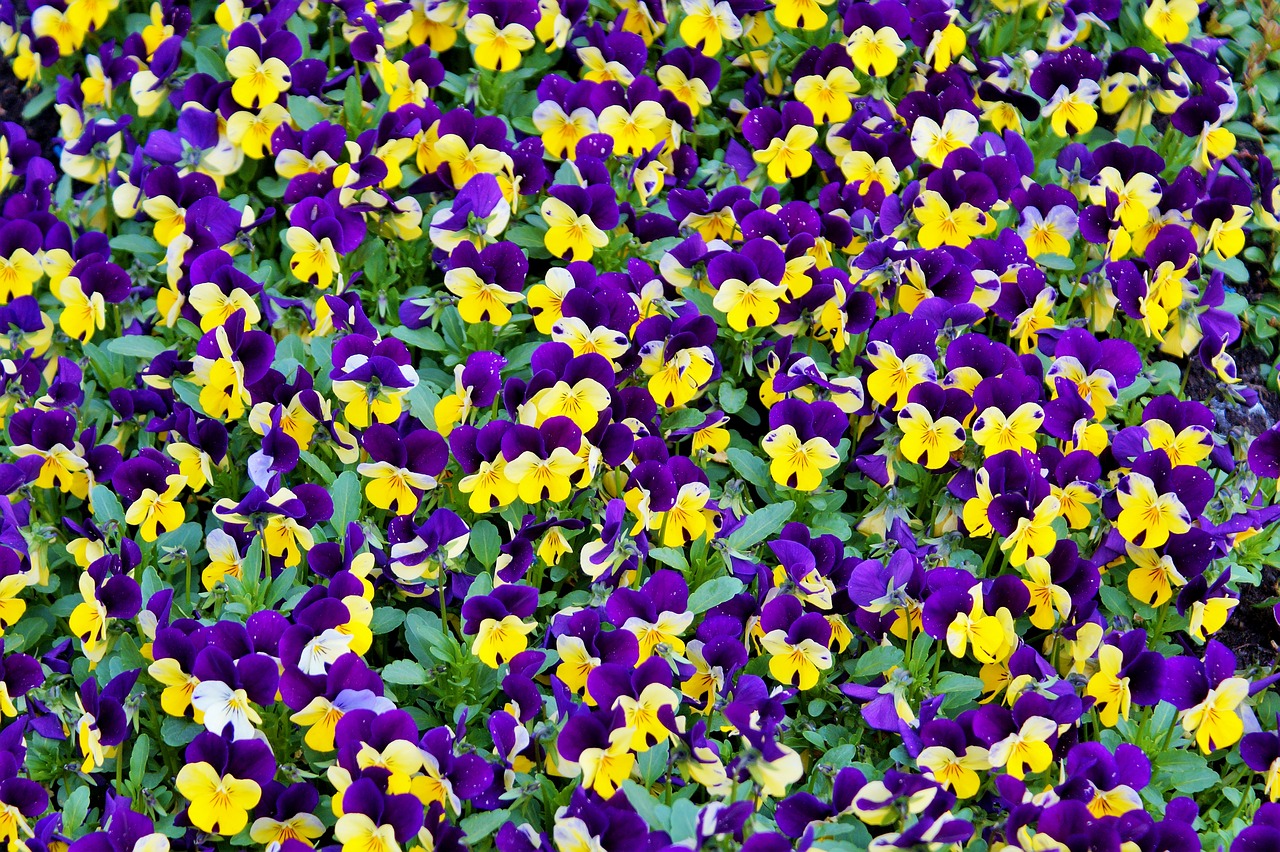 Image - flower pansy blossom bloom nature