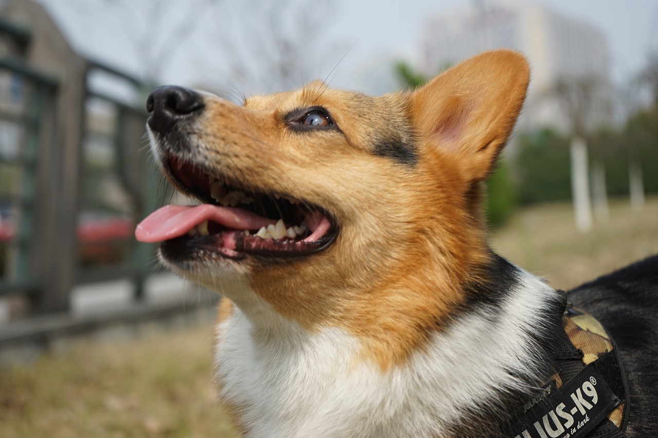 Image - pets corgi the self timer