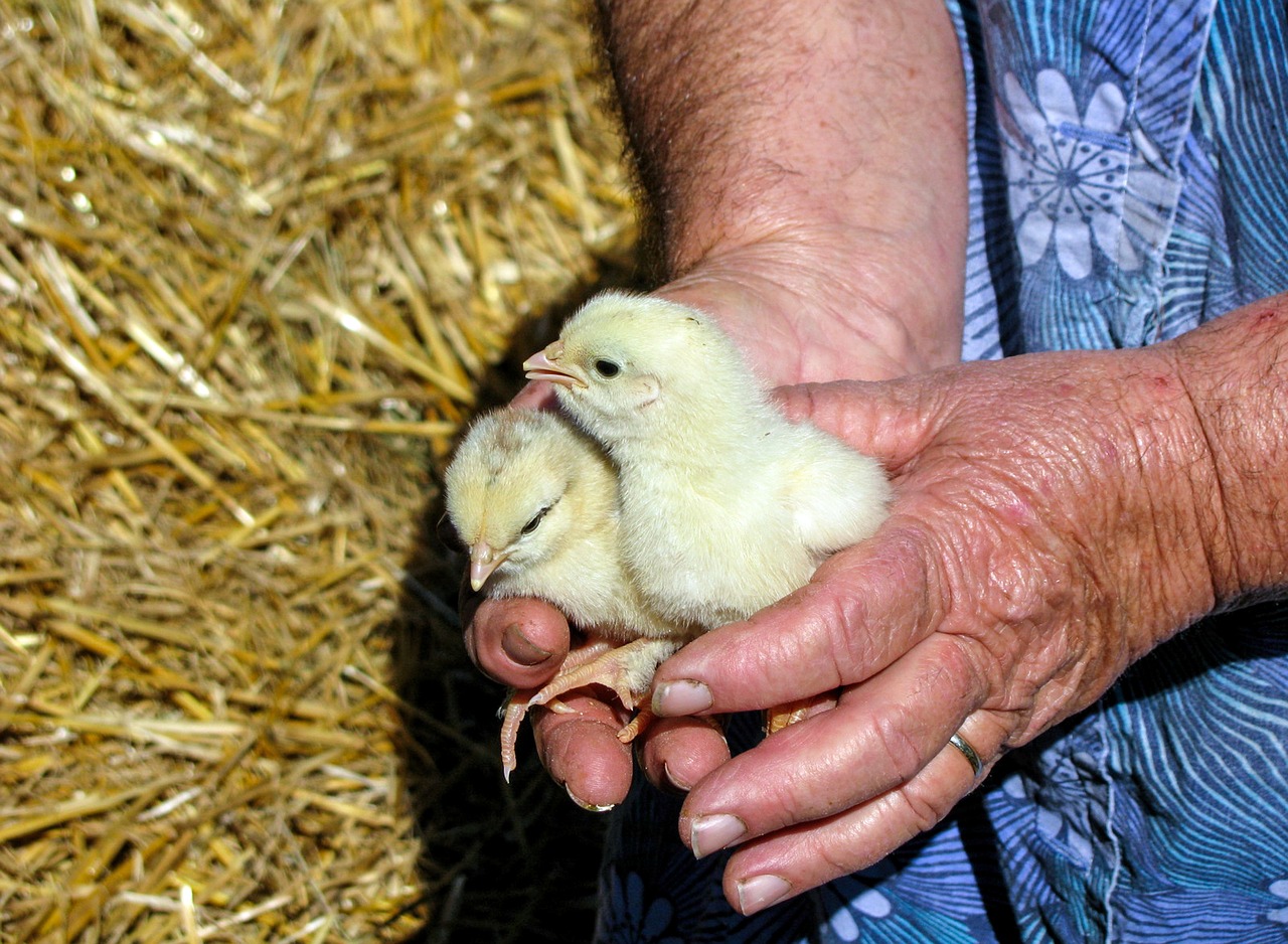 Image - chicks hands work peasant woman