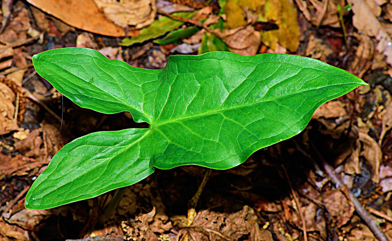 Image - nature flower flowers plants