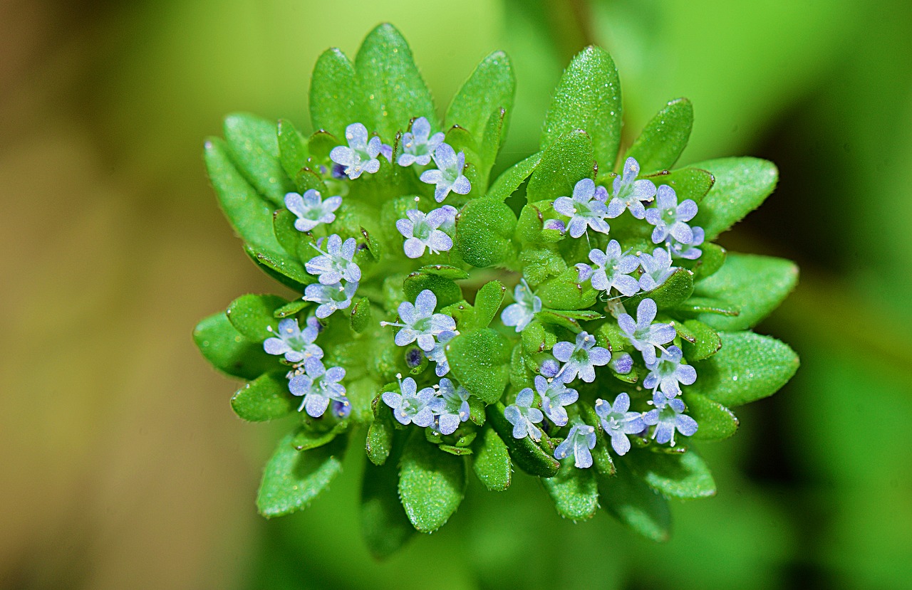 Image - nature flower flowers plants