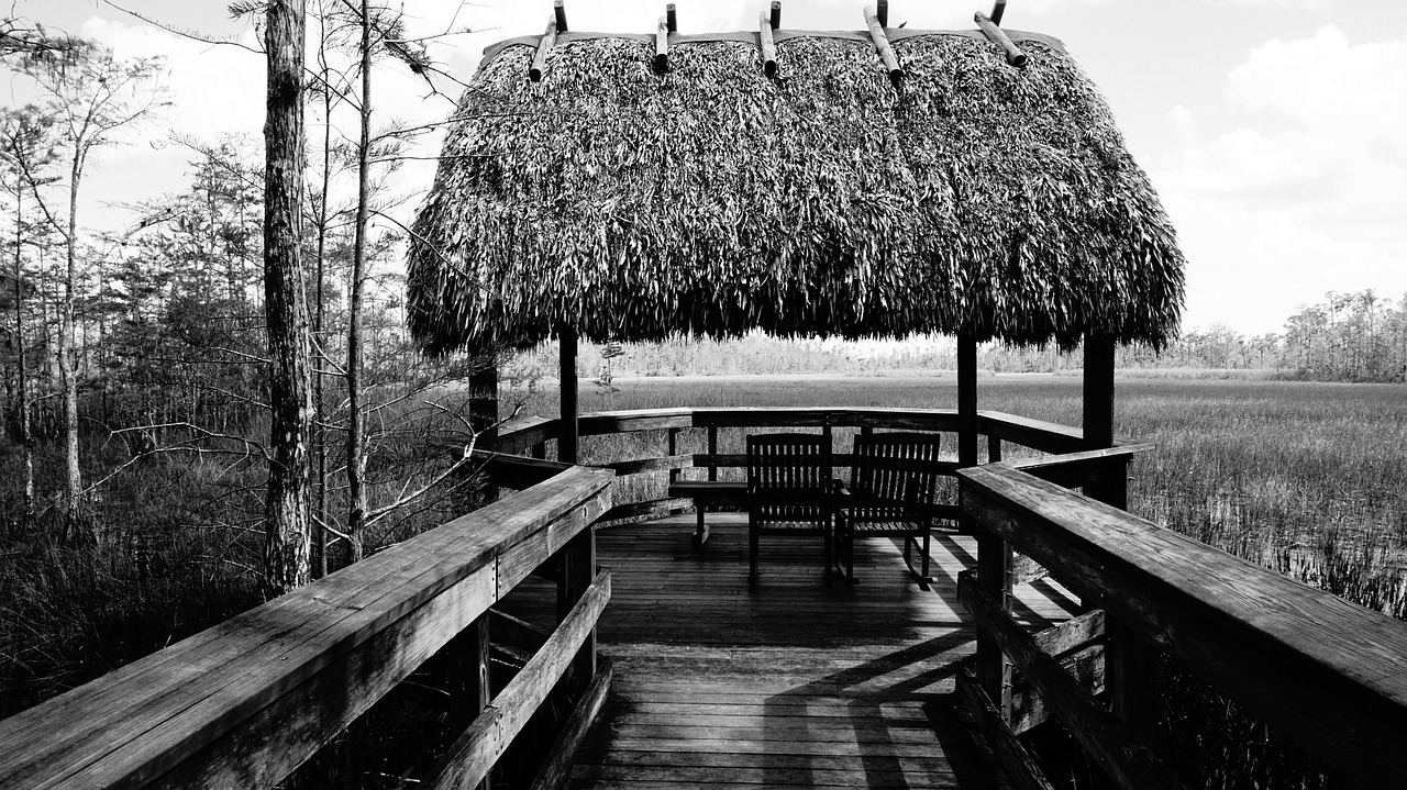 Image - black and white nature florida