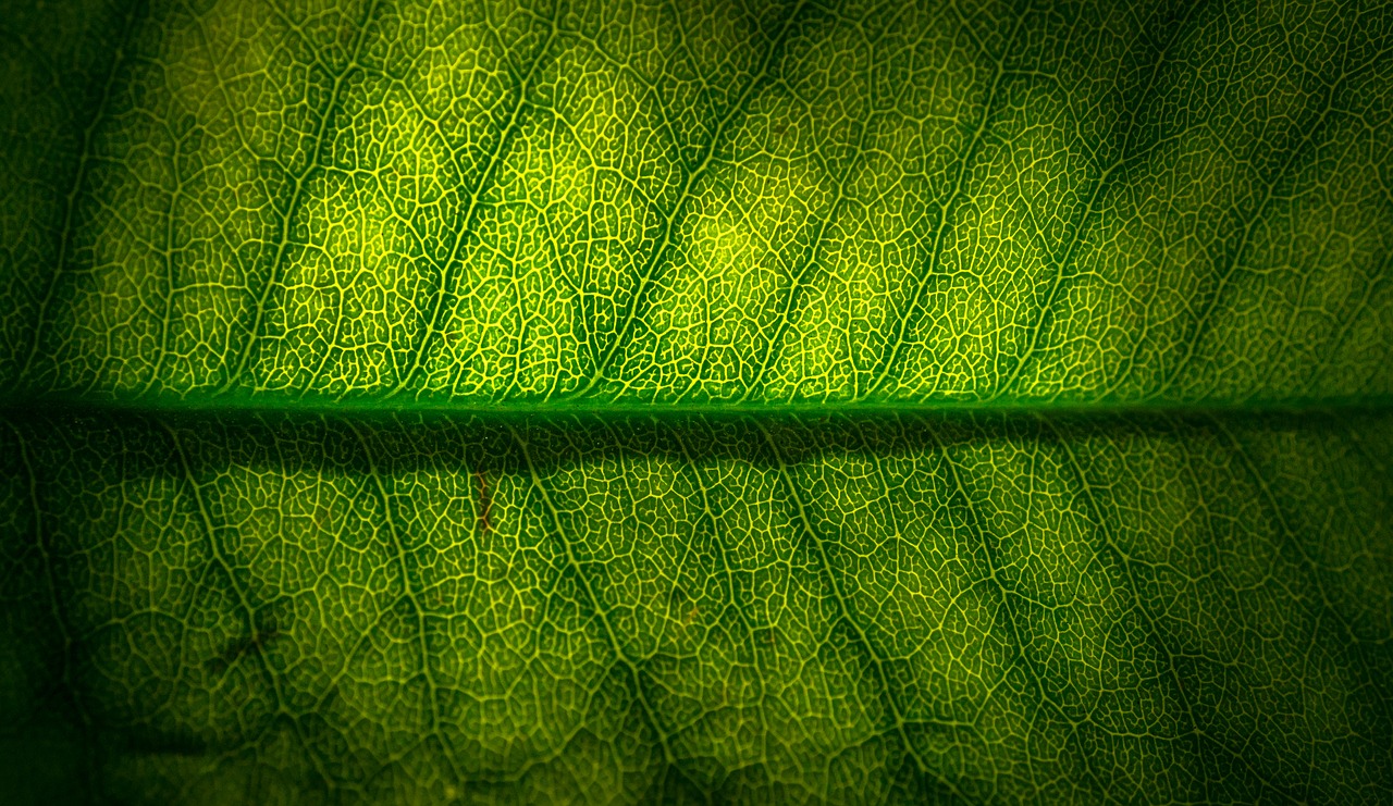 Image - leaf nature green the leaves
