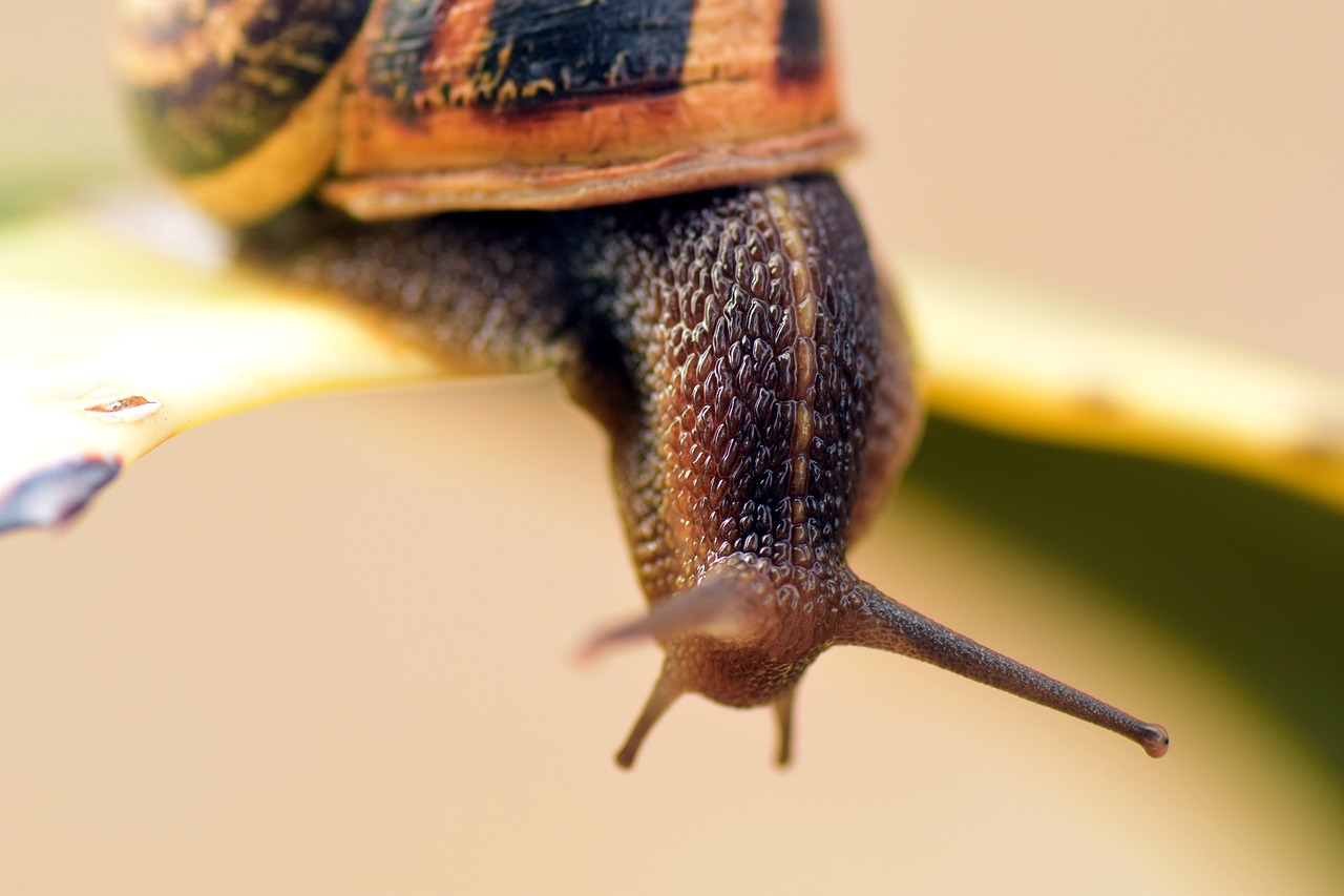 Image - snail shell close nature reptile