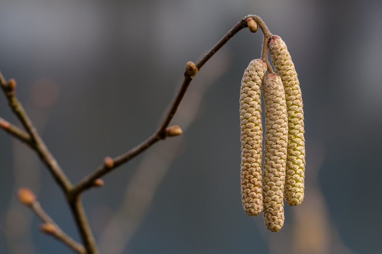 Image - hazel bloom early bloomer hazelnut