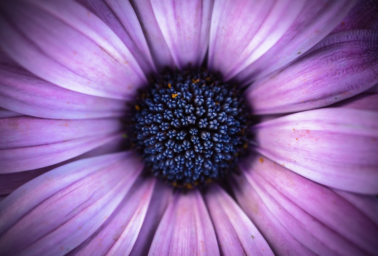 Image - flowers spring flowers plants