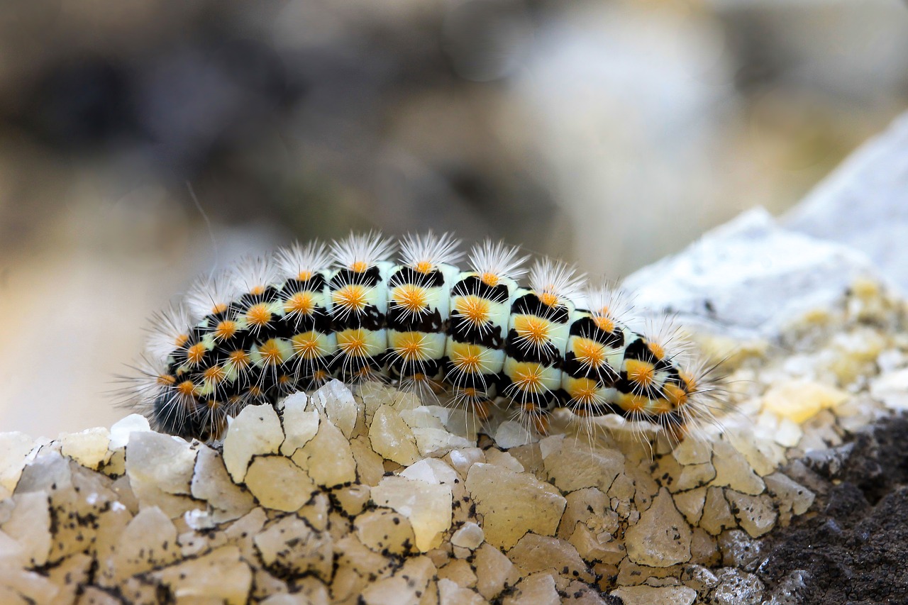 Image - caterpillar fauna molluscs hairy