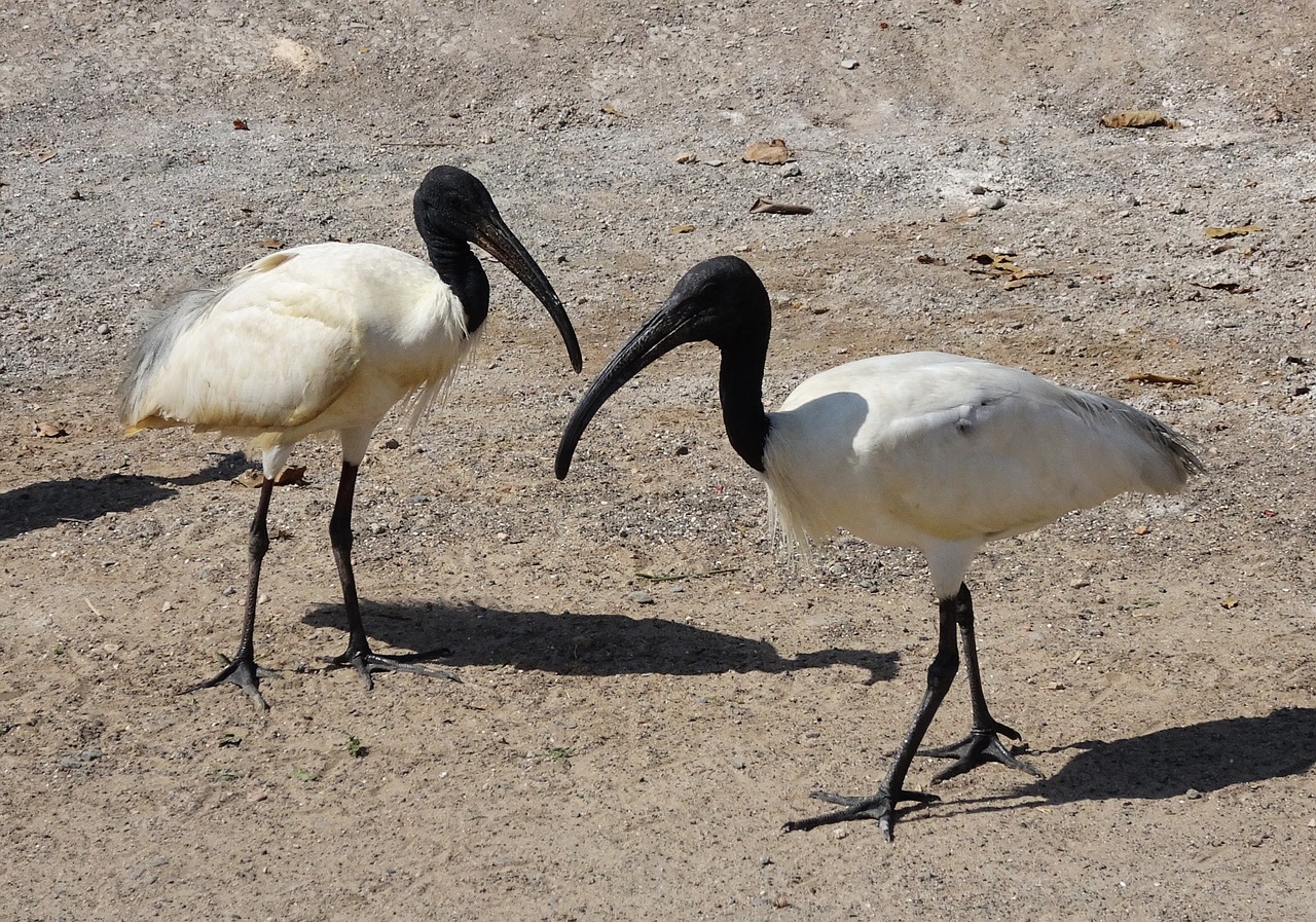 Image - bird ibis black headed ibis